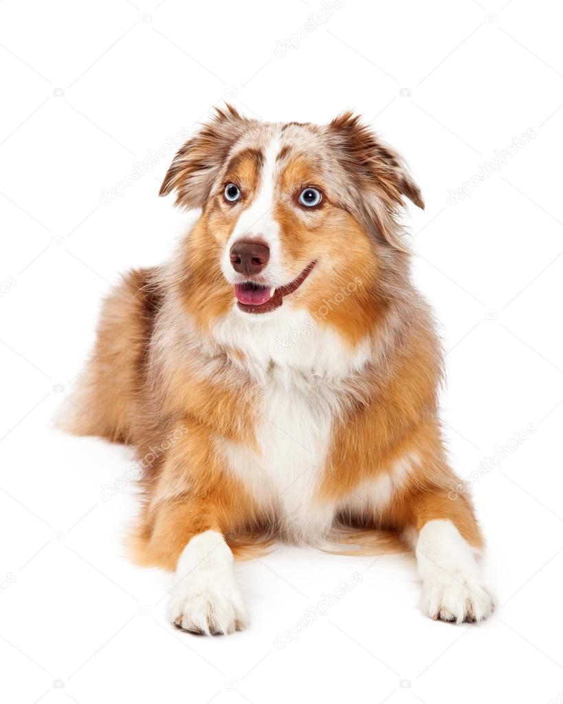 Australian Shepherd Dog Laying Looking To The Side