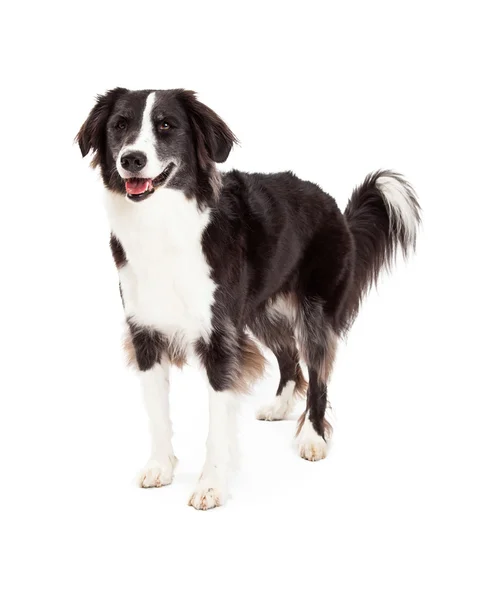 Friendly Border Collie perro de pie —  Fotos de Stock