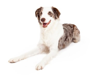 Kenar kömür ocağı mutlu ve dostça köpek döşeme