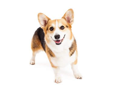 Mutlu Pembroke Welsh Corgi köpek ayakta