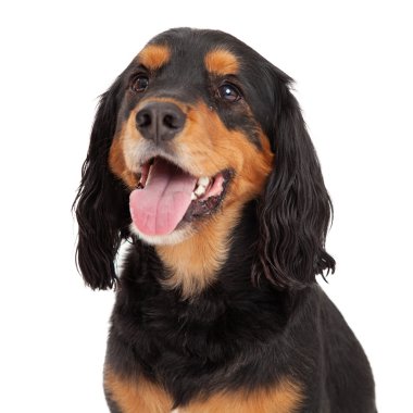 Gordon Setter Mix doğurmak köpek kafa vurdu