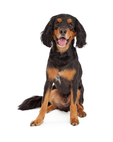 Gordon Setter Mix doğurmak köpek — Stok fotoğraf