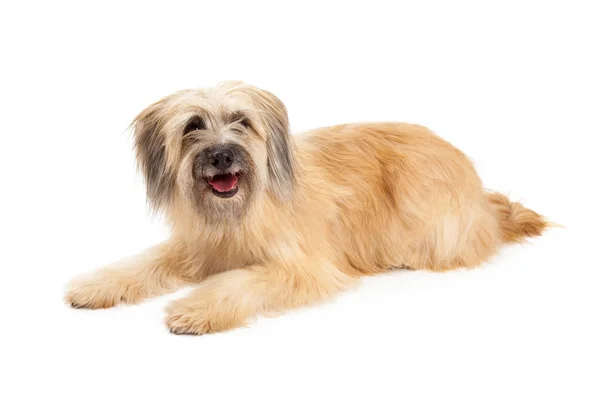 Cão pastor pireneu feliz — Fotografia de Stock