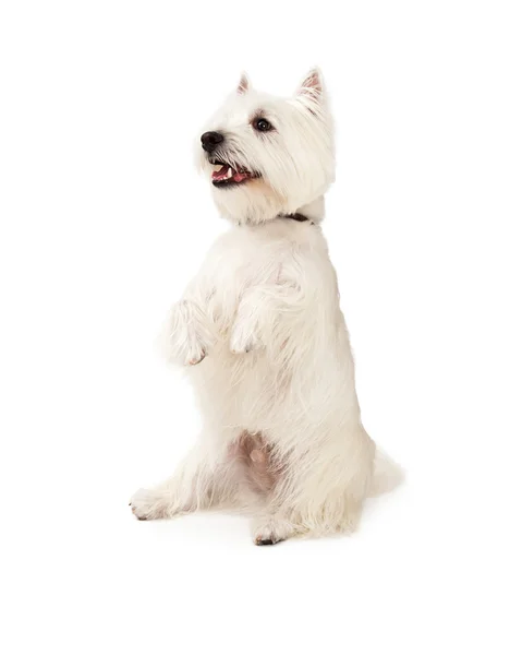 Mutlu Batı Highland Terrier köpek yalvarıyor — Stok fotoğraf