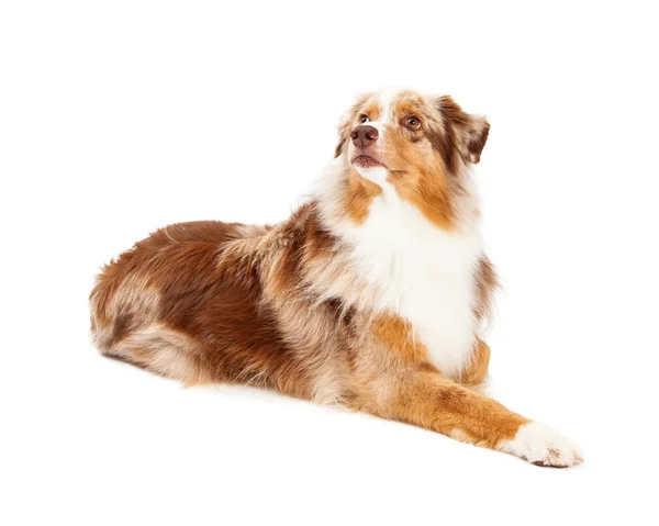 Inquisitivo Australian Shepherd Dog Laying — Fotografia de Stock