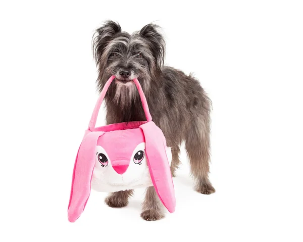 Pyrenean Shepherd Dog Carrying An Easter Basket — 图库照片