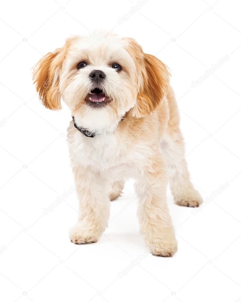 Maltese Mix Breed Dog Standing With Open Mouth