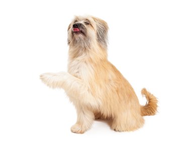 Pyrenean Shepherd Dog Sitting and Licking Lips clipart