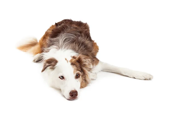 Triest uitziende Border Collie hond tot vaststelling van — Stockfoto