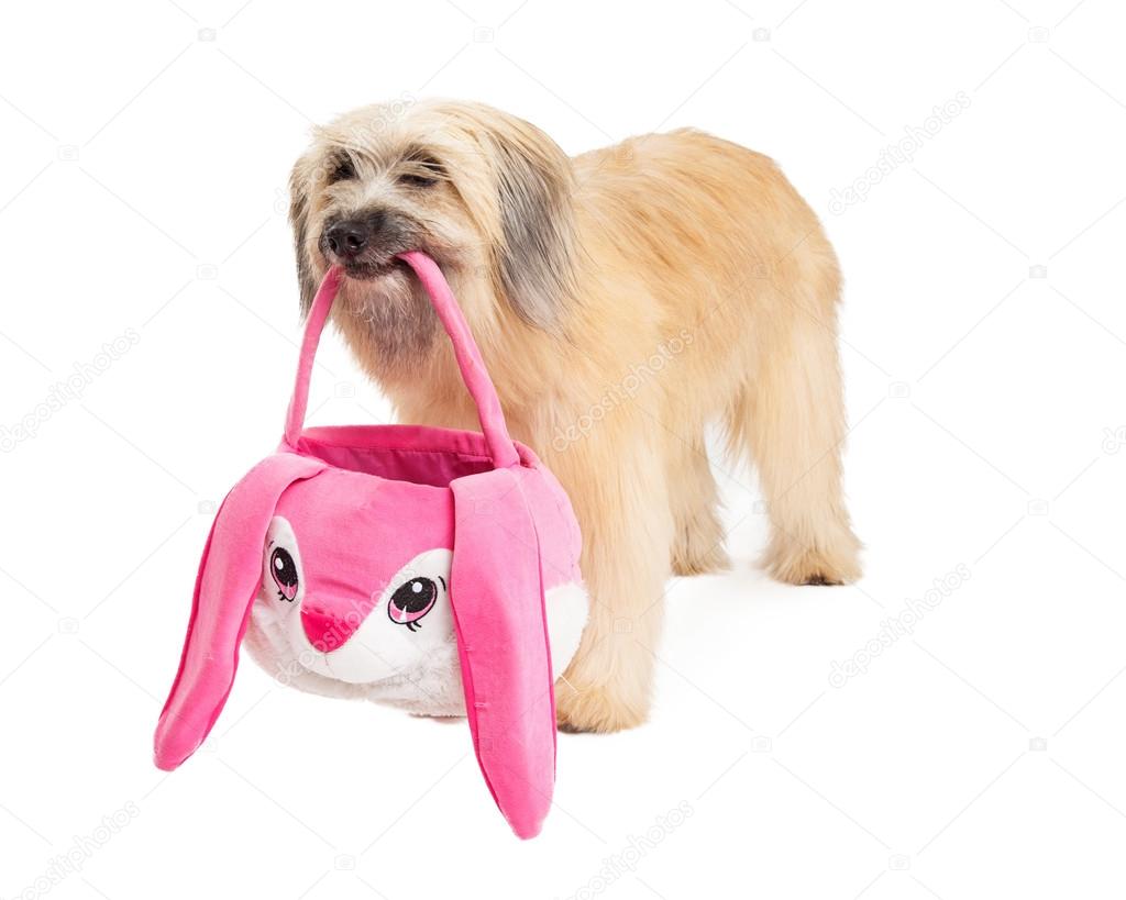 Pyrenean Shepherd Dog Holding Easter Basket and Standing
