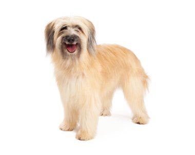 Smiling Pyrenean Shepherd Dog Standing clipart
