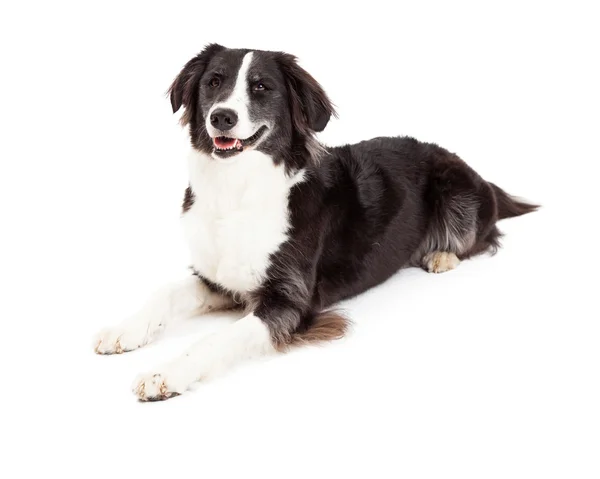 Sonriente frontera Collie perro colocación —  Fotos de Stock