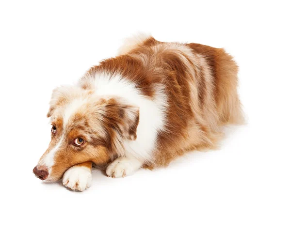 Somber Australian Shepherd cão deitado — Fotografia de Stock