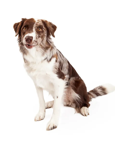 Bien entrenado frontera collie perro sentado — Foto de Stock