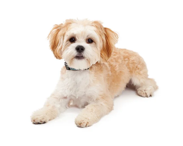 Schattig Maltese Mix ras hond tot vaststelling van — Stockfoto
