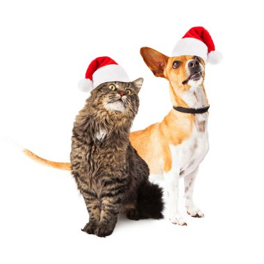 Köpek ve kedi birlikte seyir