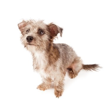 Sevimli Terrier köpek oturma ararken
