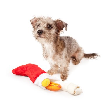 Terrier köpek Noel çorap ile