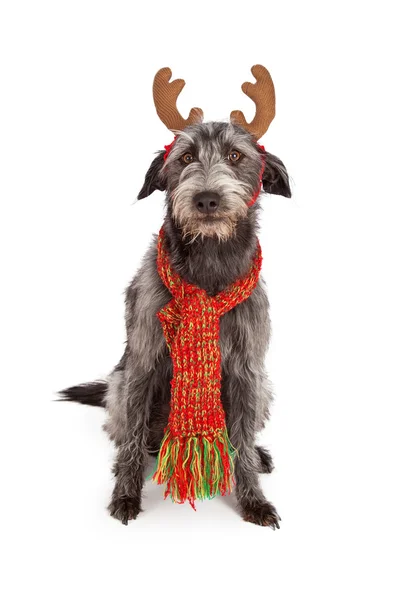 Scruffy Big Terrier With Reindeer Ears — Stock Photo, Image