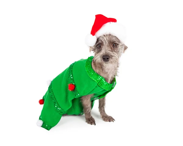 Scruffy perro vestido como árbol de Navidad —  Fotos de Stock