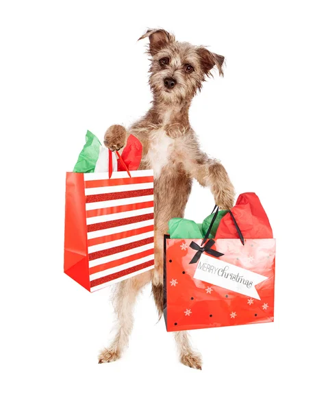 Terrier cão transportando presentes de Natal — Fotografia de Stock