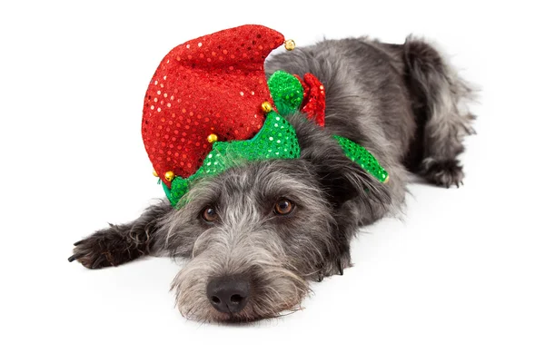 Terrier Hund Weihnachtselfen legen — Stockfoto