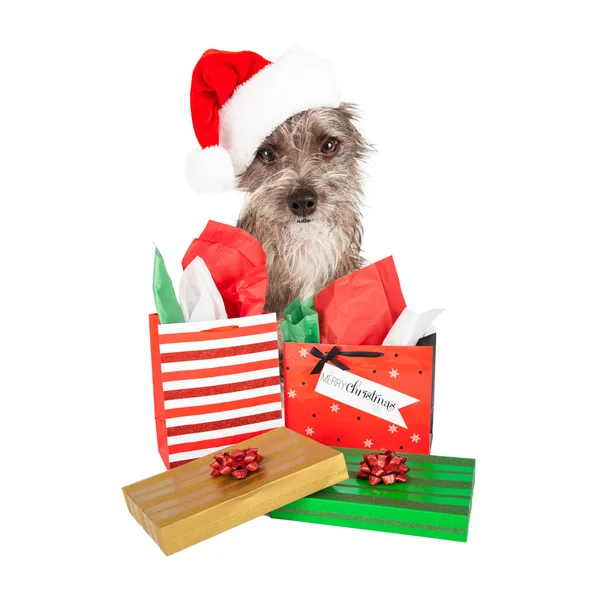 Terrier Weihnachtsmann mit Geschenken — Stockfoto