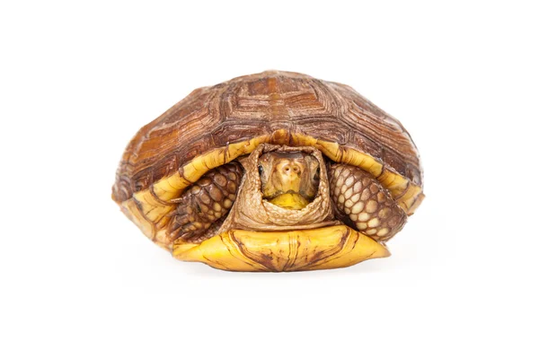 Box turtle kommer från shell — Stockfoto