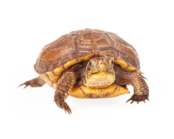 Box Turtle ser fram — Stockfoto