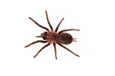 Curlyhair tarantula havai görünümü