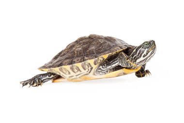 River Cooter Turtle Walking clipart