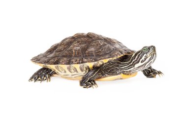 River Cooter Turtle Side View clipart