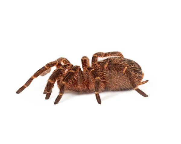 Chaco golden kolanowego tarantula — Zdjęcie stockowe