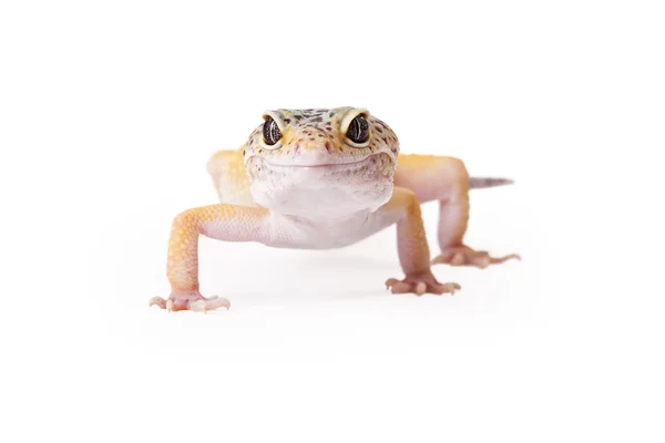 Crested Gecko virado para a frente — Fotografia de Stock