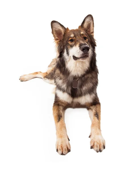 Curious Wolf and German Shepherd Cross Dog — Stock Photo, Image