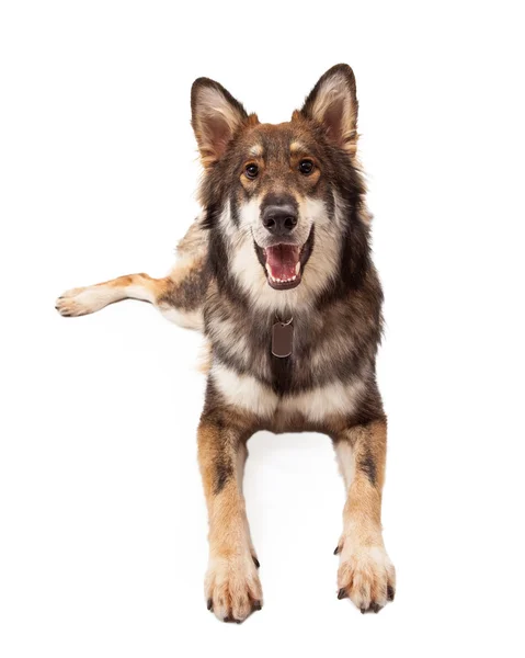 Szczęśliwy Wilk i Owczarek niemiecki krzyż układania psa — Zdjęcie stockowe