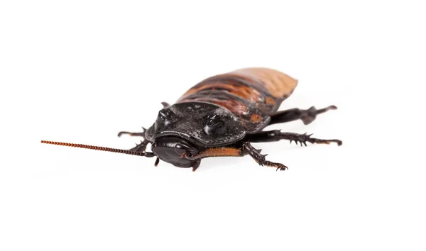 Madagascar Hissing Cockroach looking forward — Stock Photo, Image