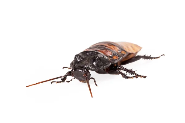 Madagaskar Tıslayan hamamböceği — Stok fotoğraf