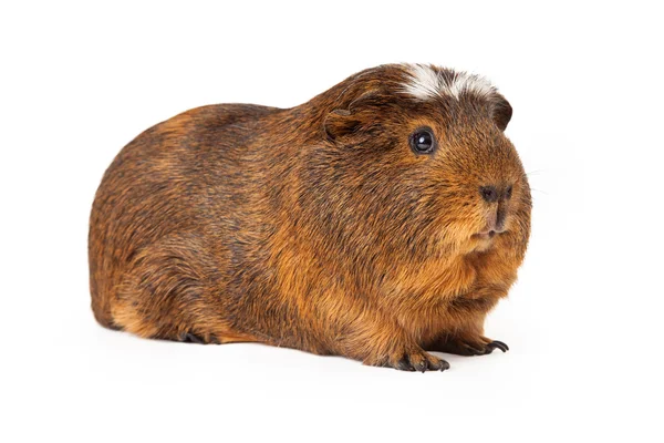 Peruvian Guinea Pig Sitting to Side — Stock Photo, Image