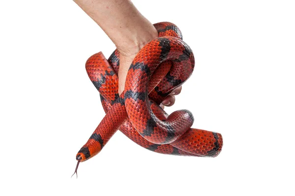 Red Milk Snake coiled around a hand — Stock Photo, Image