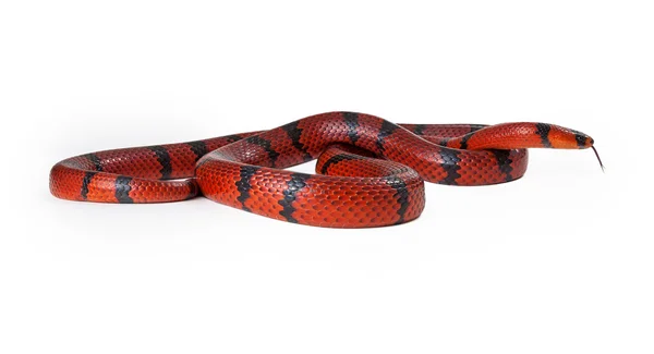 Serpiente de leche roja acurrucada — Foto de Stock