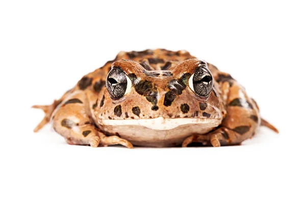 Sonoran Green Toad Looking Forward — Stock Photo, Image