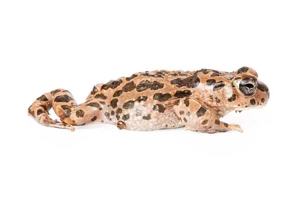 Πράσινο Sonoran Toad περπάτημα — Φωτογραφία Αρχείου