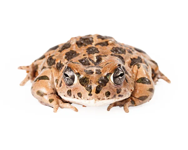 Πράσινο Sonoran Toad — Φωτογραφία Αρχείου