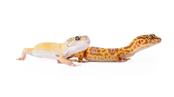 Two crested geckos together — Stock Photo, Image