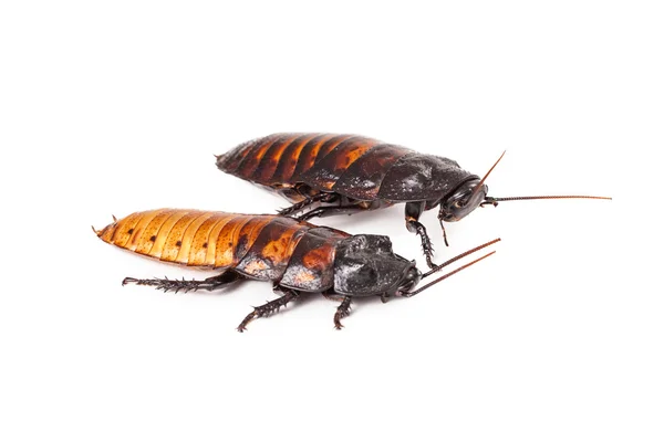 Two Madagascar Hissing Cockroaches — Stock Photo, Image