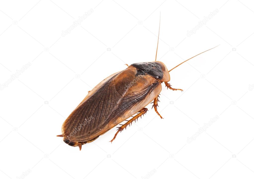 Large Flying Cockroach