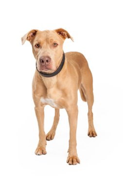 Büyük çukur boğa ayakta çapraz