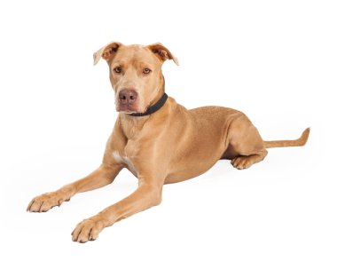 Pit Bull çapraz tarafına döşeme