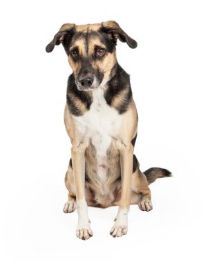 Oturma çapraz ürkek Alman çoban